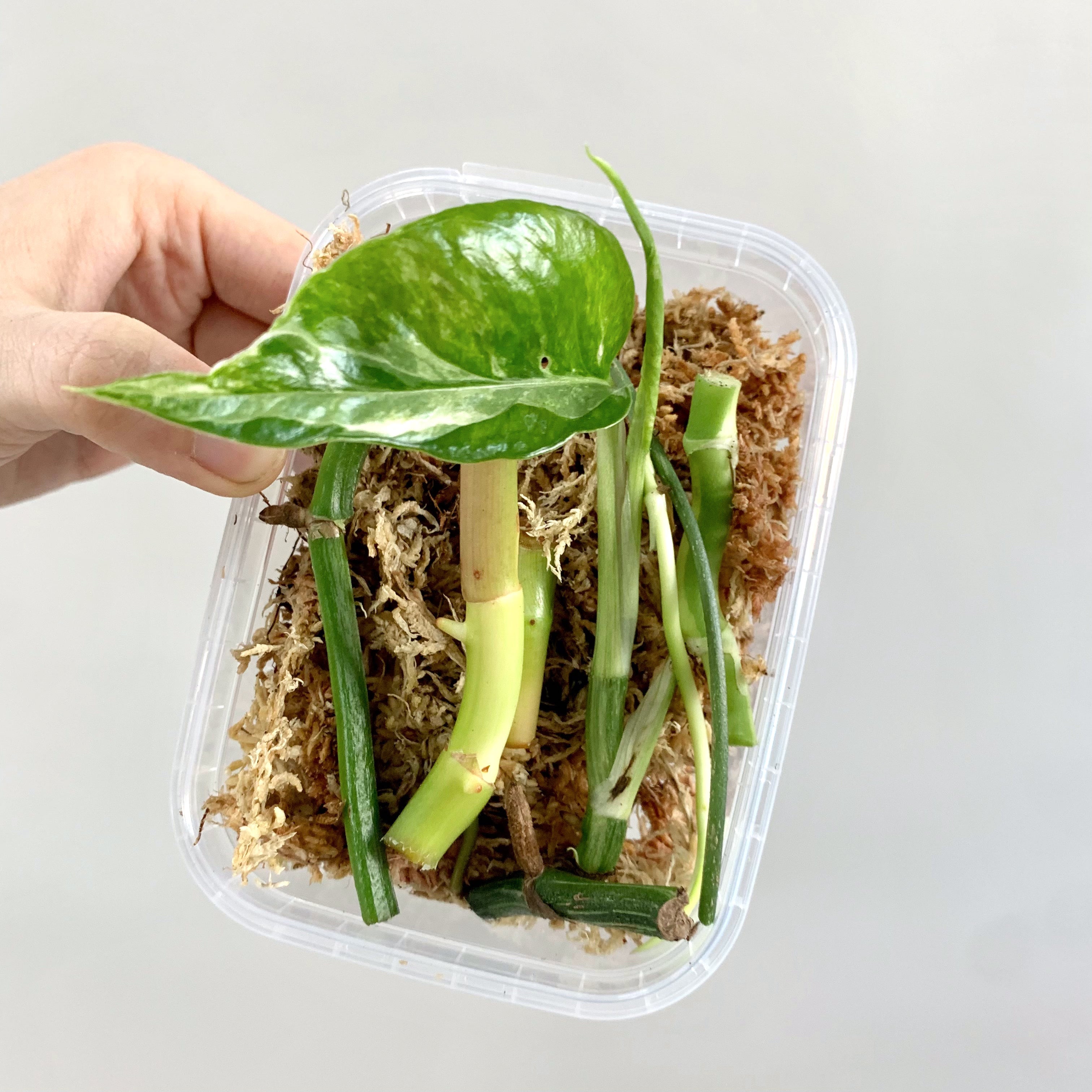 pothos wet stick Wetstick Box – Foliage Dreams