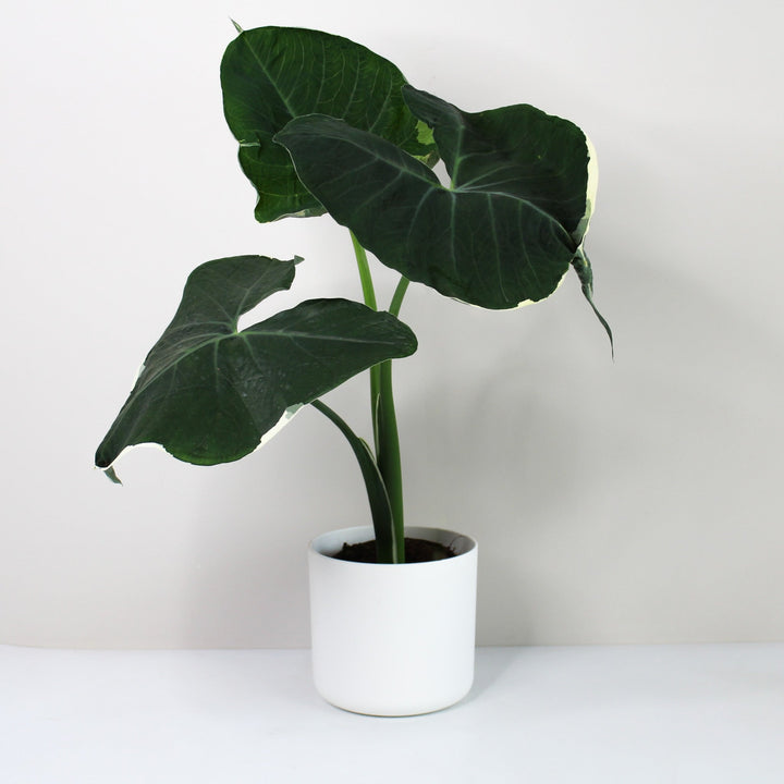 Xanthosoma Mickey Mouse Foliage Dreams
