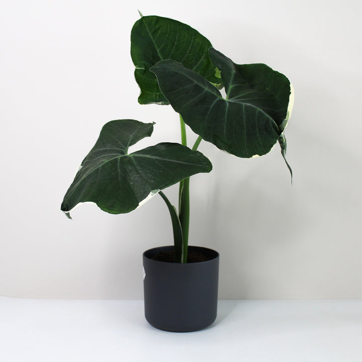 Xanthosoma Mickey Mouse Foliage Dreams