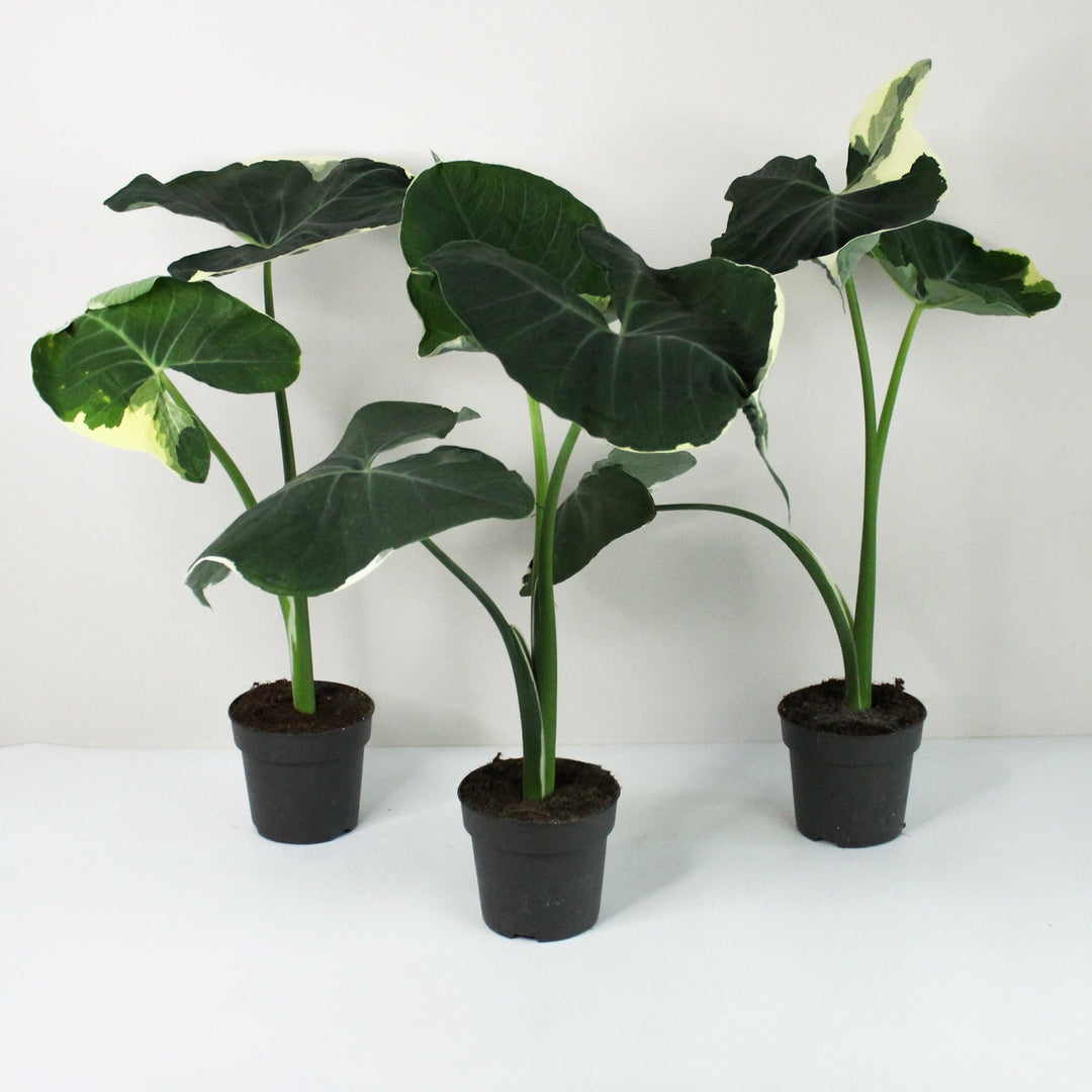 Xanthosoma Mickey Mouse Foliage Dreams