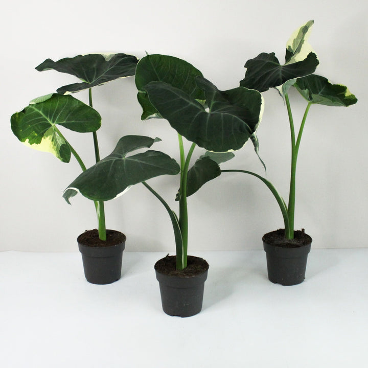 Xanthosoma Mickey Mouse Foliage Dreams