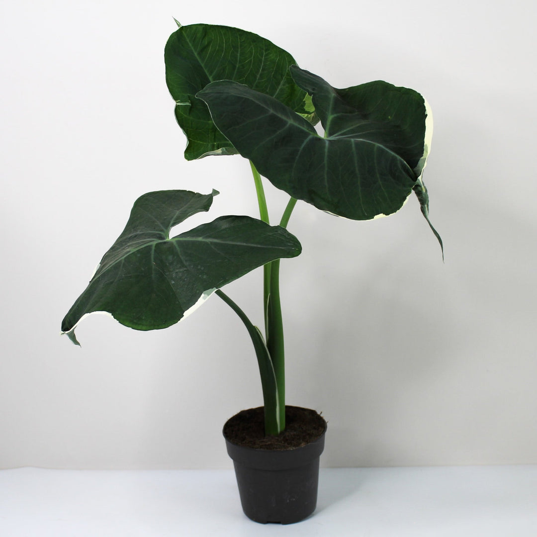 Xanthosoma Mickey Mouse Foliage Dreams