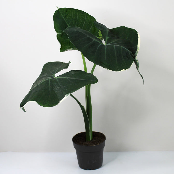 Xanthosoma Mickey Mouse Foliage Dreams