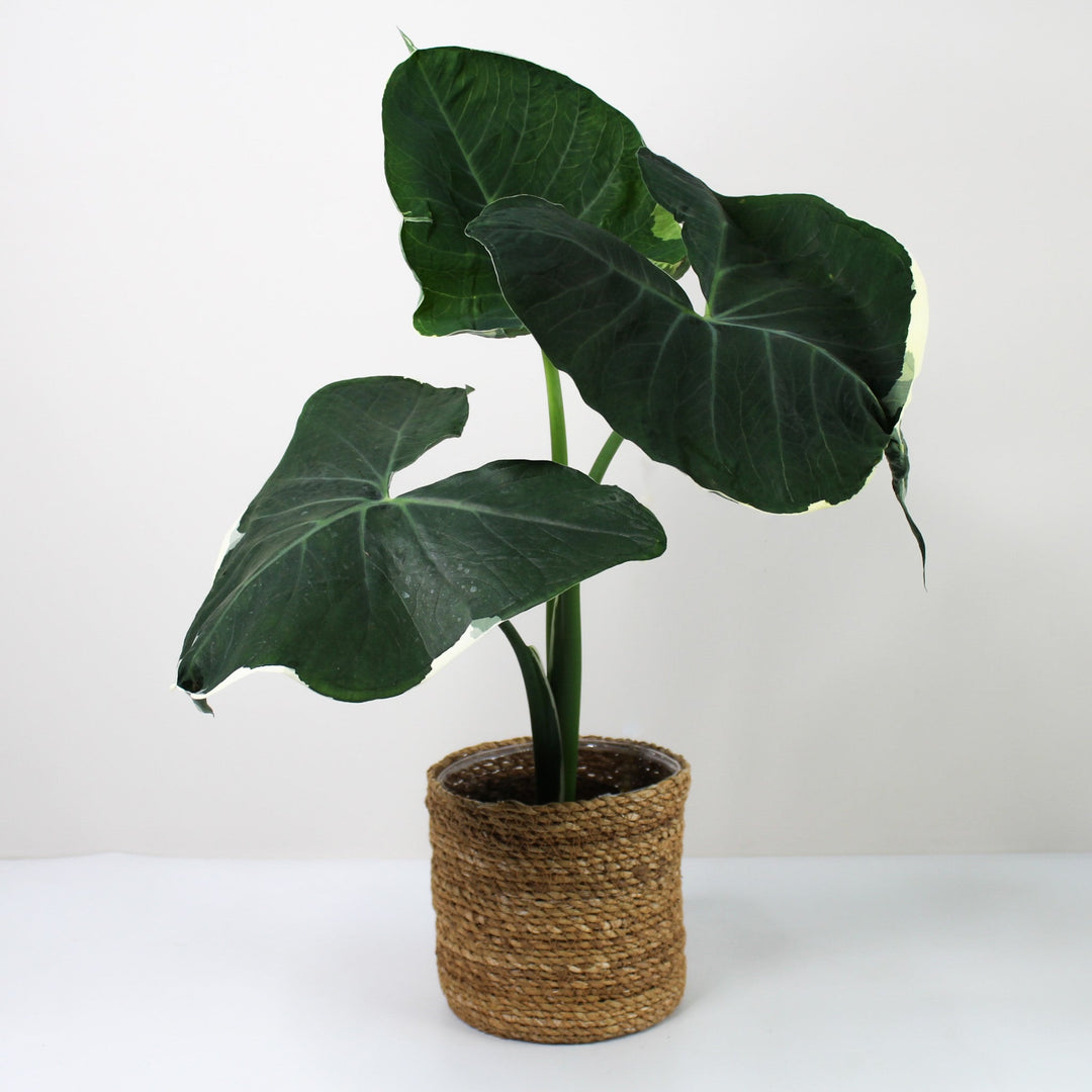 Xanthosoma Mickey Mouse Foliage Dreams