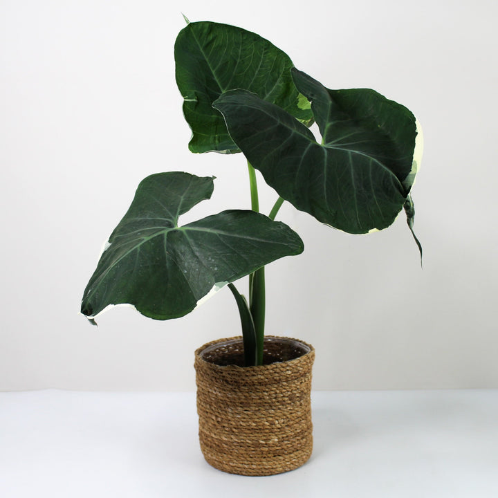 Xanthosoma Mickey Mouse Foliage Dreams