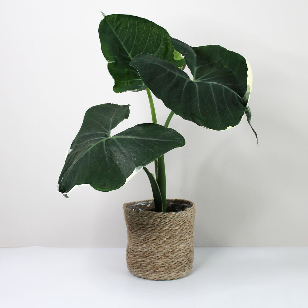 Xanthosoma Mickey Mouse Foliage Dreams