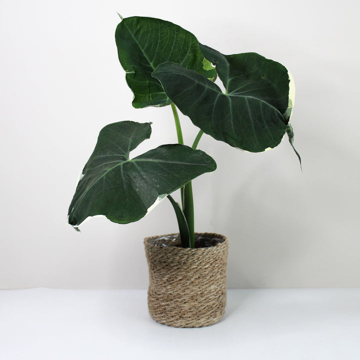 Xanthosoma Mickey Mouse Foliage Dreams