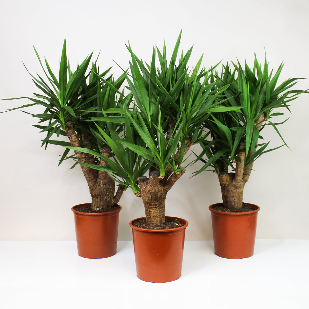 Yucca Palme (Yucca Elephantipes) Foliage Dreams