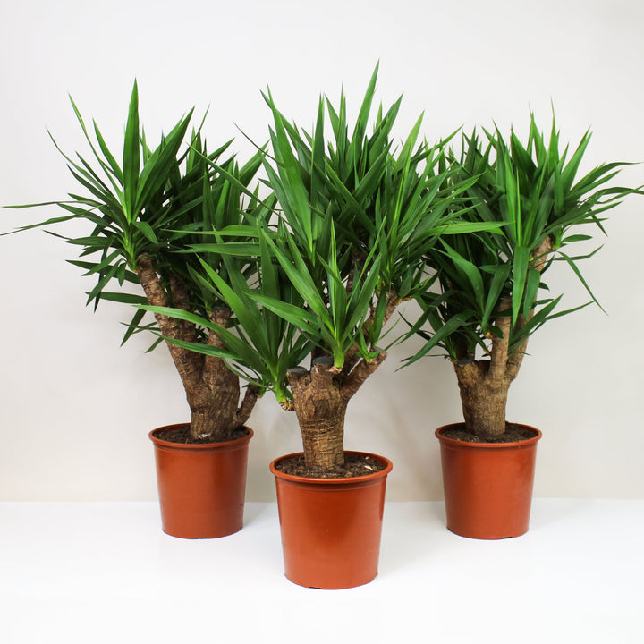 Yucca Palme (Yucca Elephantipes) Foliage Dreams
