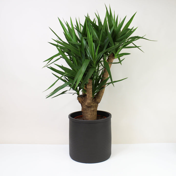 Yucca Palme (Yucca Elephantipes) XL Foliage Dreams