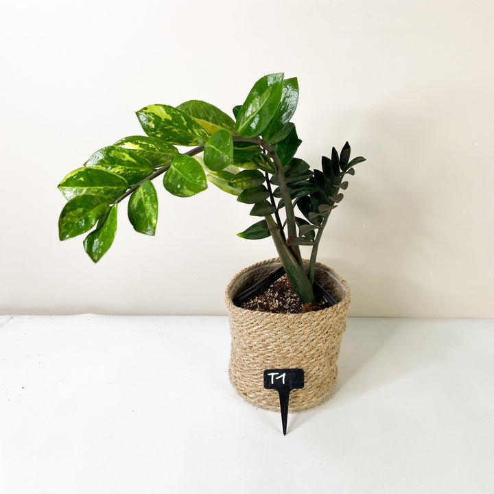 Zamioculcas Zamiifolia Variegata T1 Foliage Dreams