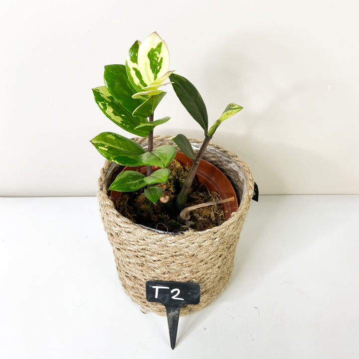 Zamioculcas Zamiifolia Variegata T2 Foliage Dreams