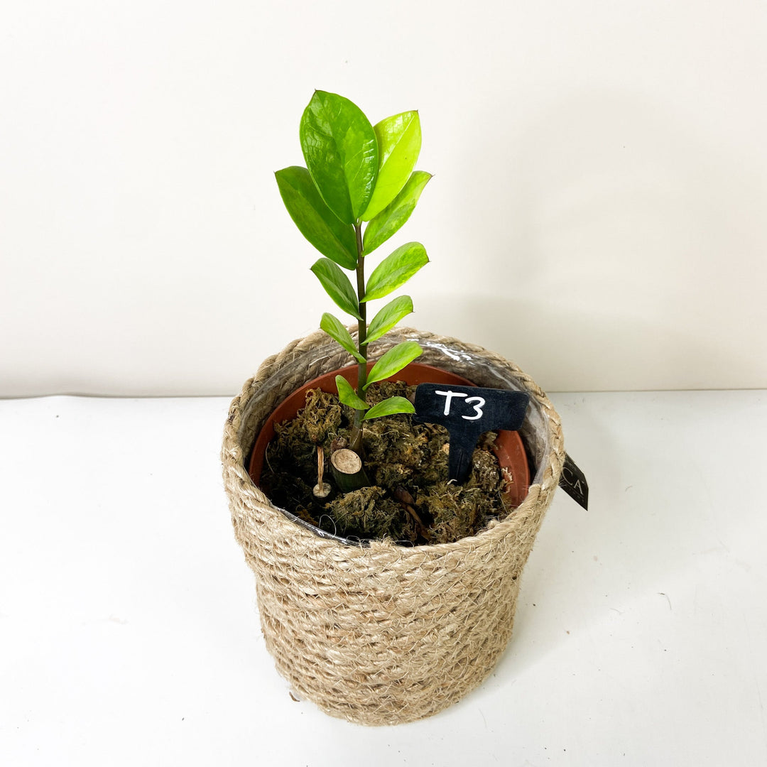 Zamioculcas Zamiifolia Variegata T3 Foliage Dreams