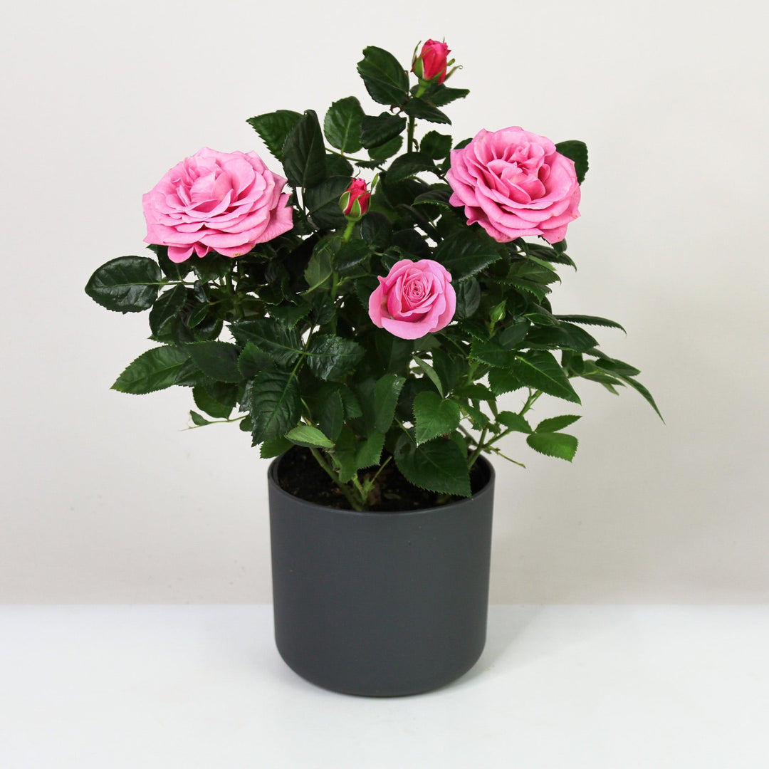 Zimmerrose im Topf Foliage Dreams