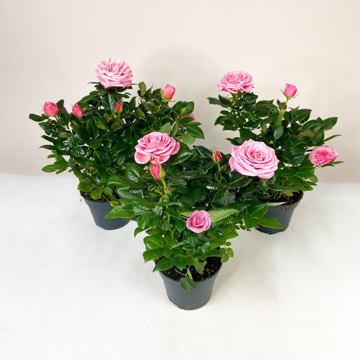 Zimmerrose im Topf Foliage Dreams