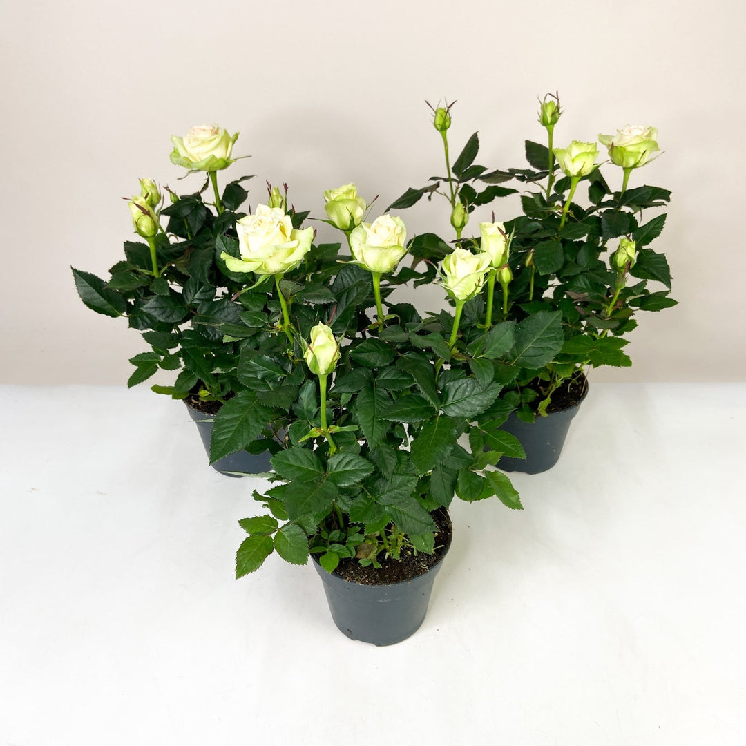 Zimmerrose im Topf Foliage Dreams