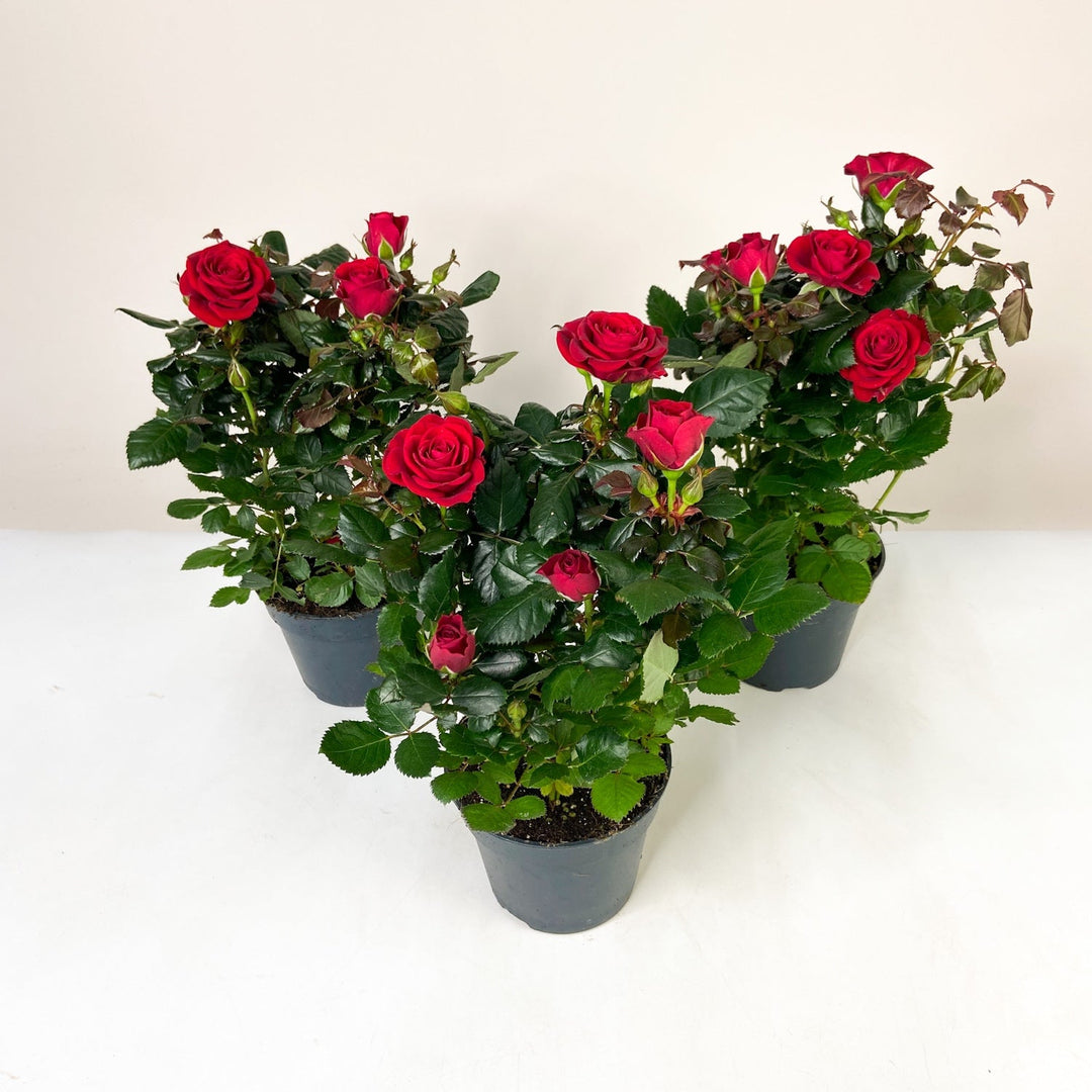 Zimmerrose im Topf Foliage Dreams