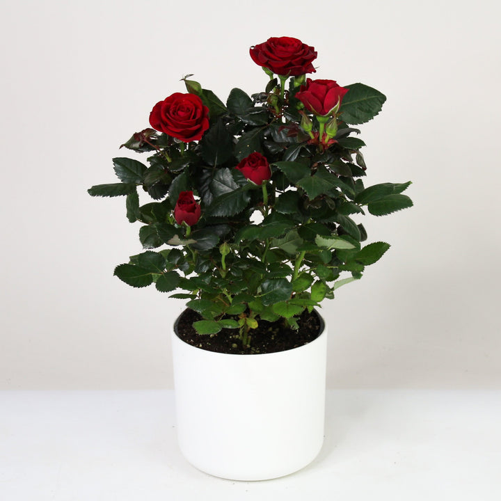 Zimmerrose im Topf Foliage Dreams