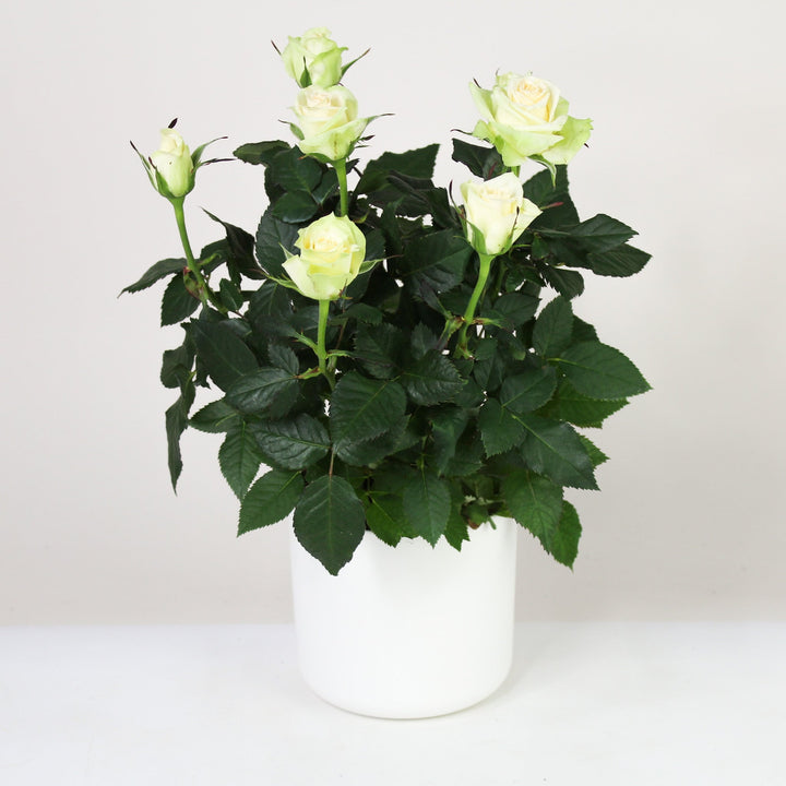 Zimmerrose im Topf Foliage Dreams