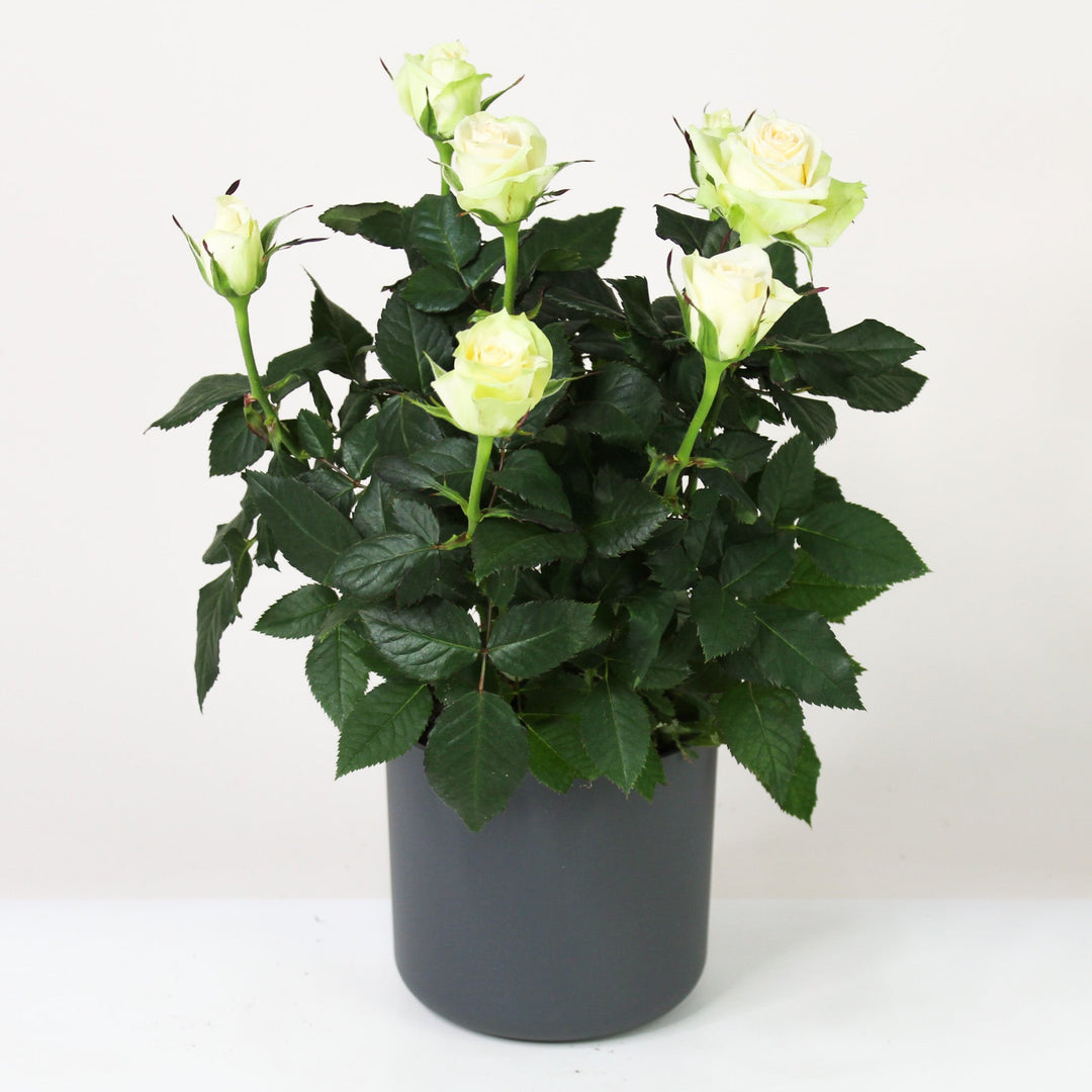 Zimmerrose im Topf Foliage Dreams