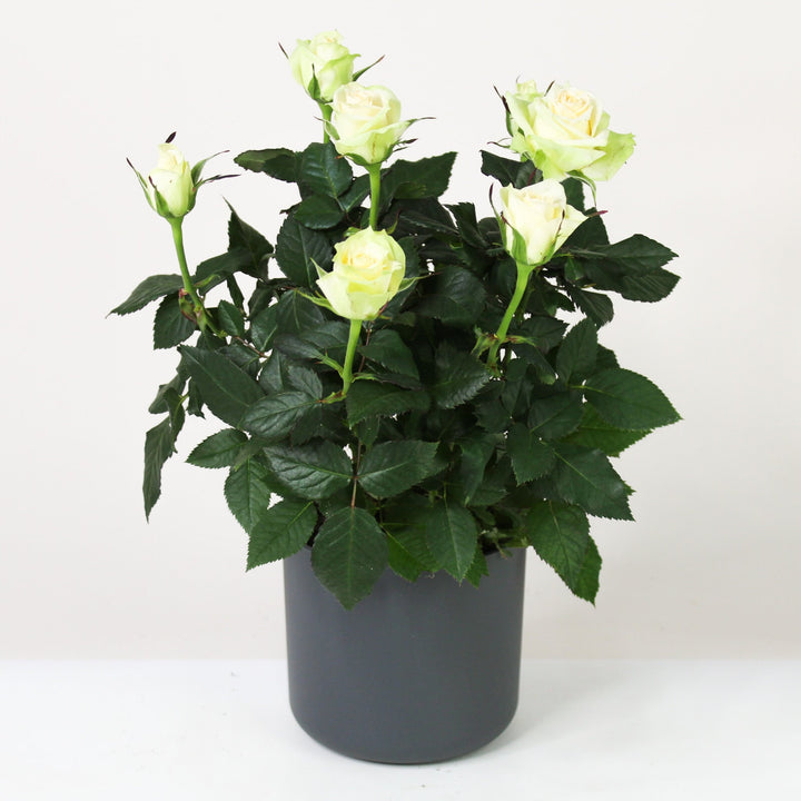 Zimmerrose im Topf Foliage Dreams