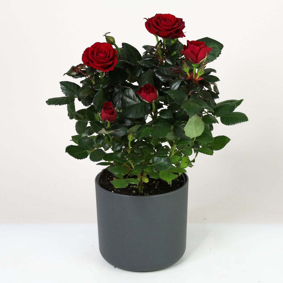 Zimmerrose im Topf Rot Foliage Dreams
