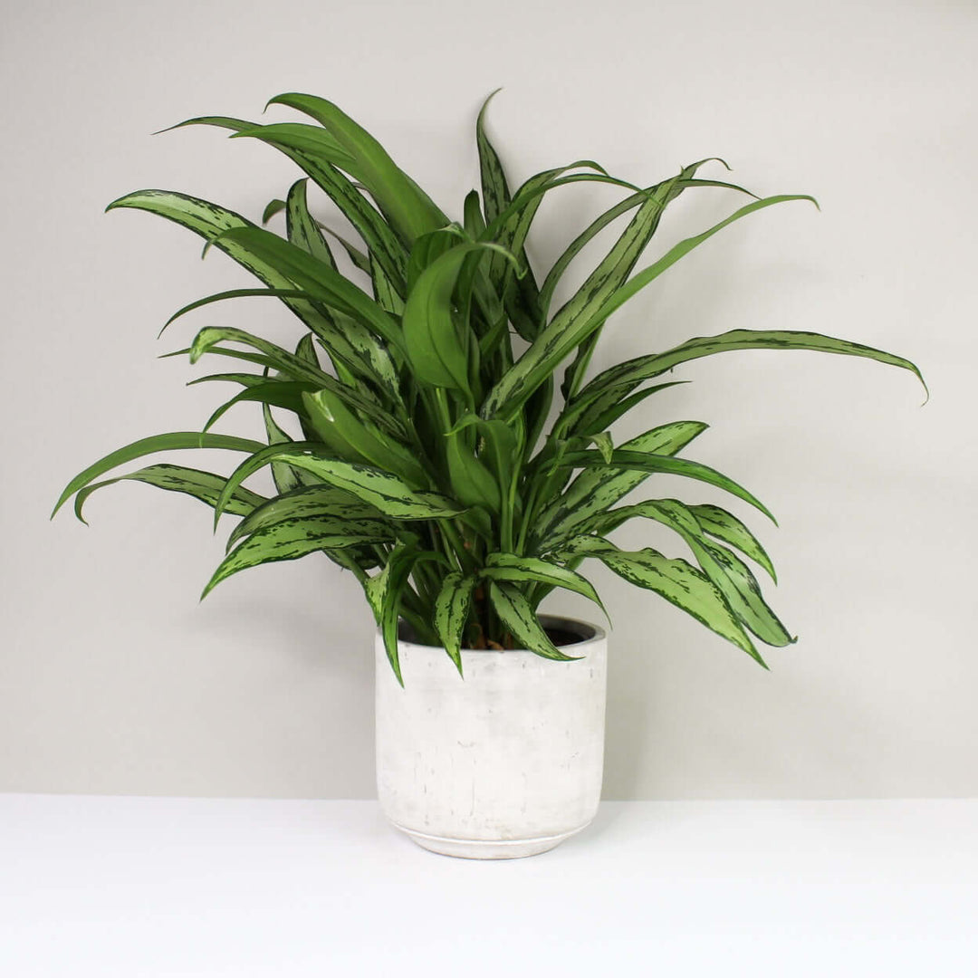 Aglaonema cutlass Foliage Dreams