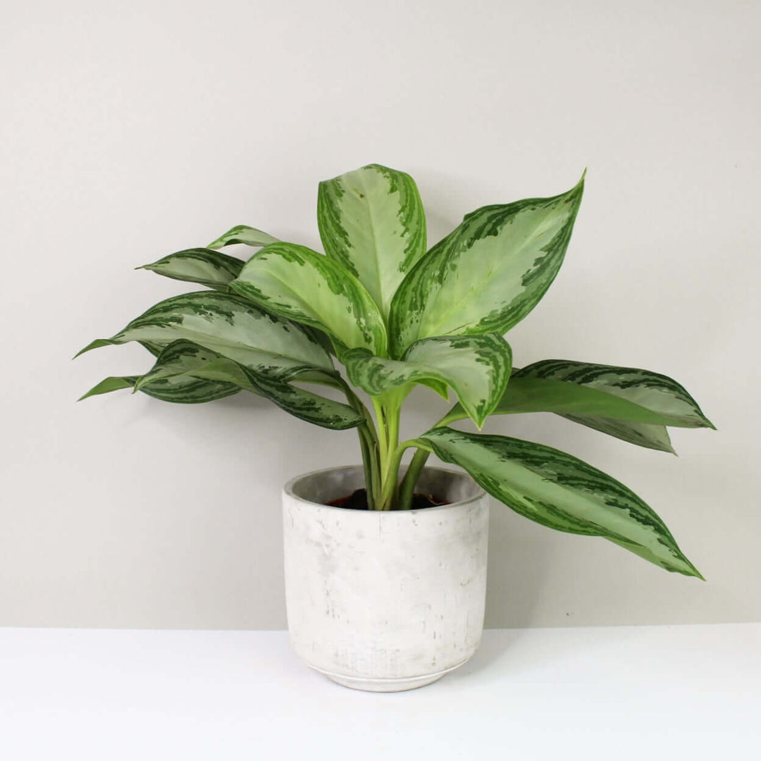 Aglaonema silver bay Foliage Dreams