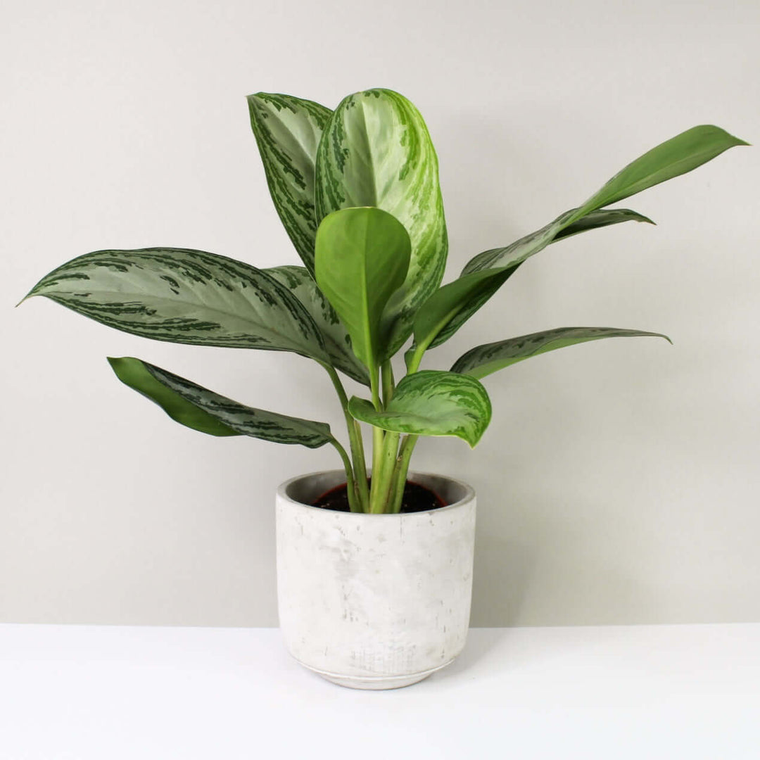 Aglaonema silver bay Foliage Dreams