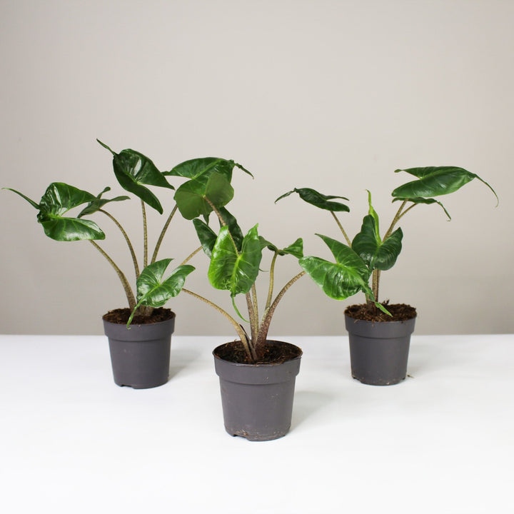 Alocasia 1 Foliage Dreams