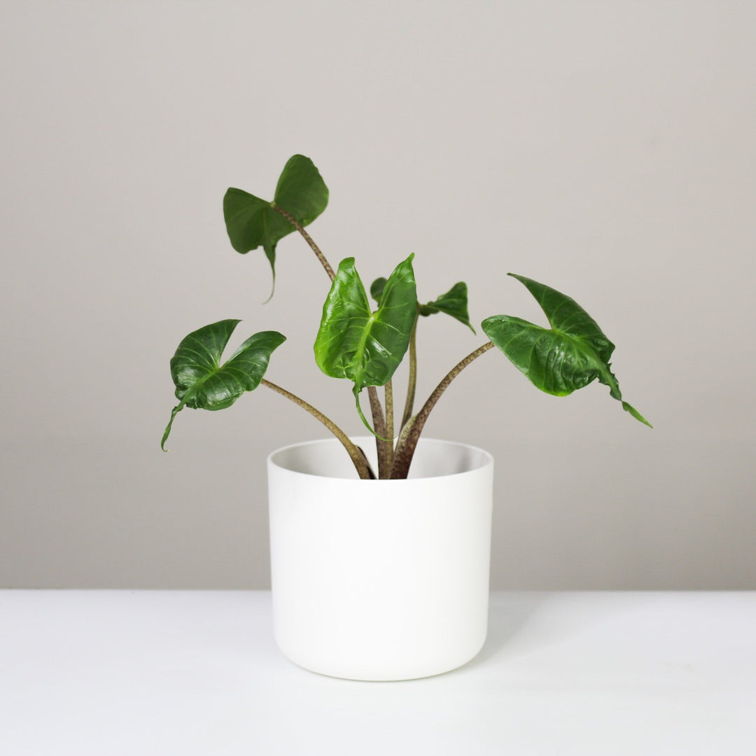 Alocasia 1 Foliage Dreams