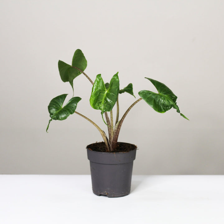 Alocasia 1 Foliage Dreams