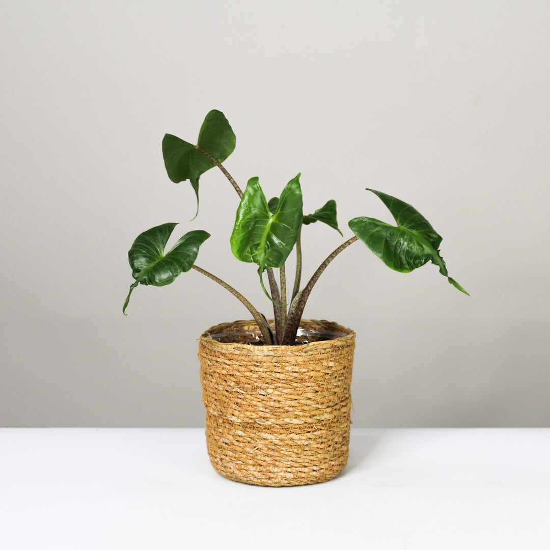 Alocasia 1 Foliage Dreams