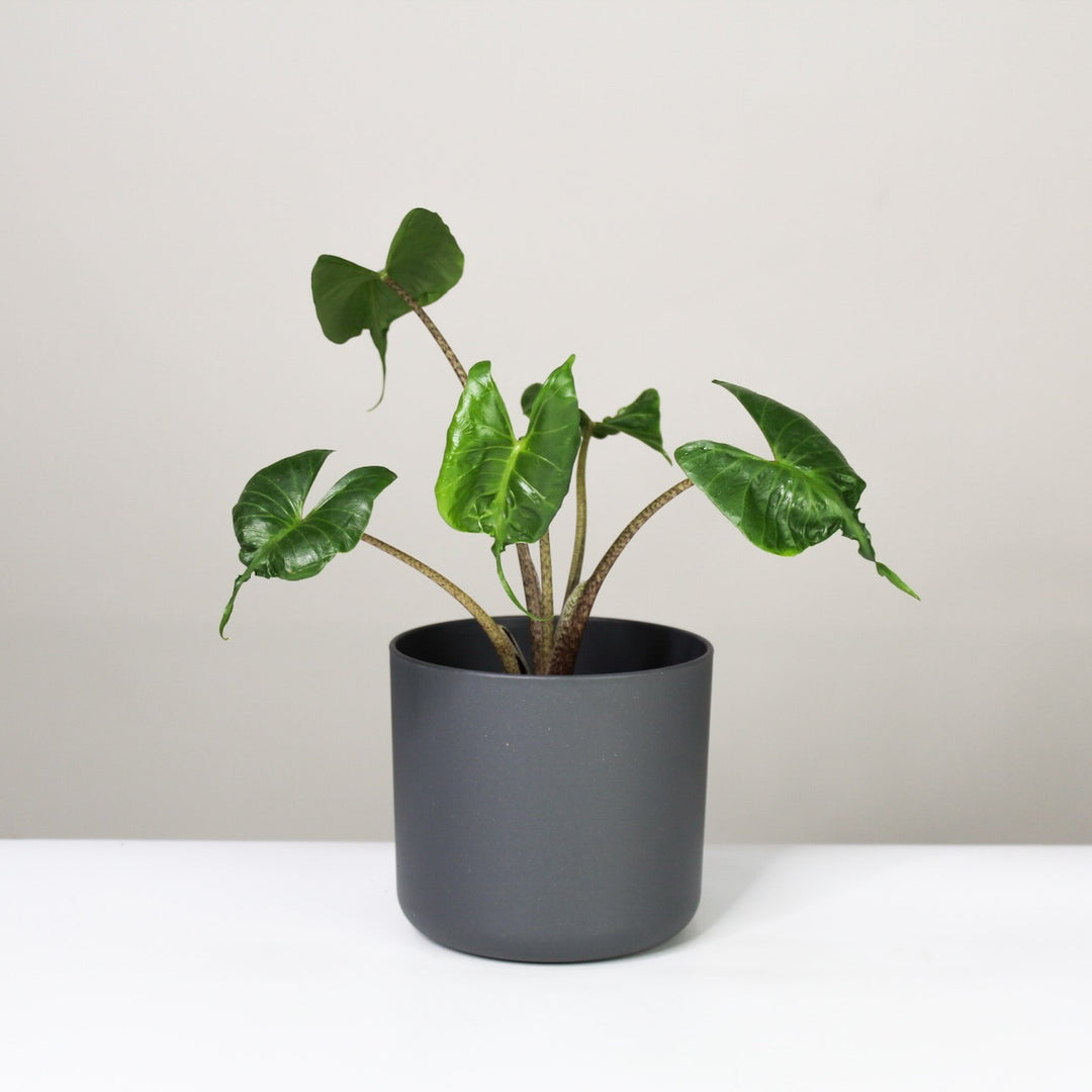 Alocasia 1 Foliage Dreams