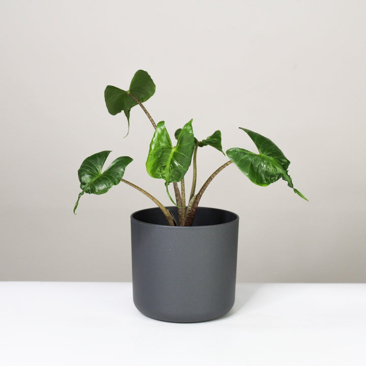 Alocasia 1 Foliage Dreams