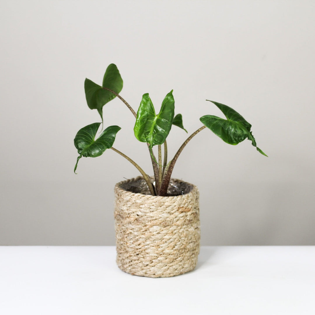 Alocasia 1 Foliage Dreams