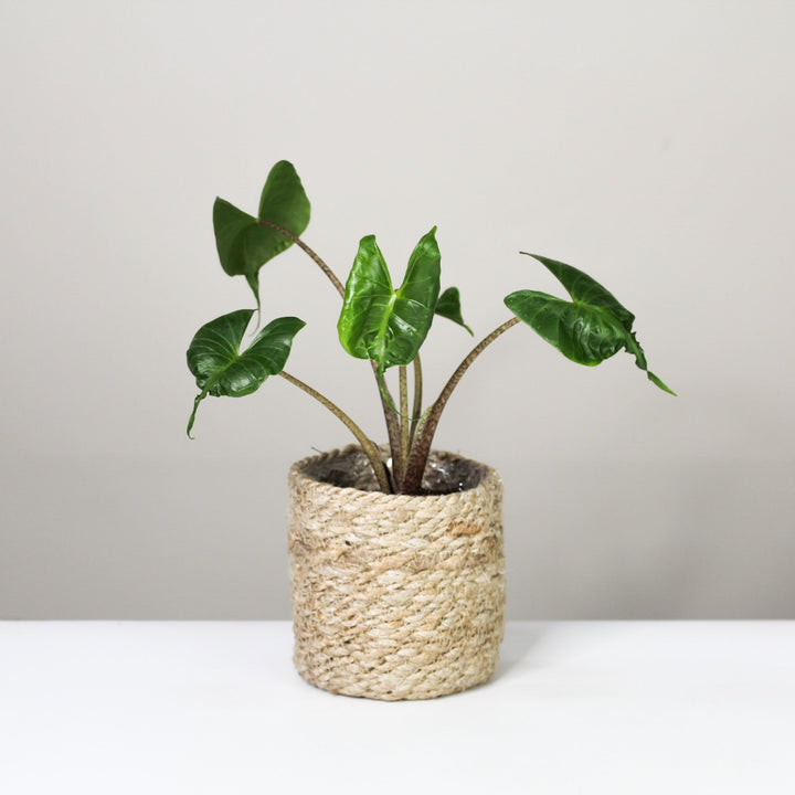 Alocasia 1 Foliage Dreams