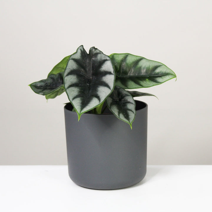 Alocasia 4 Foliage Dreams