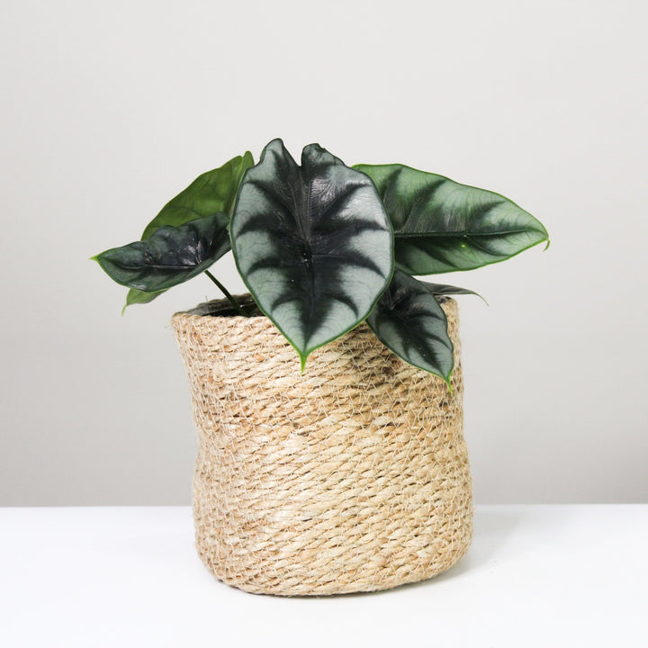 Alocasia 4 Foliage Dreams