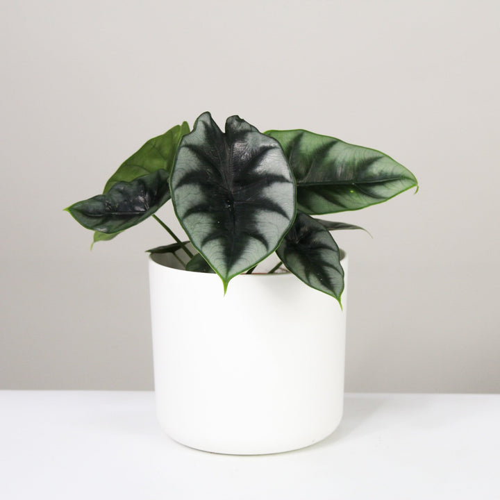 Alocasia 4 Foliage Dreams