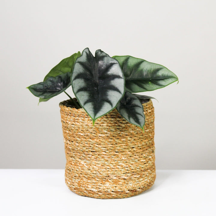 Alocasia 4 Foliage Dreams