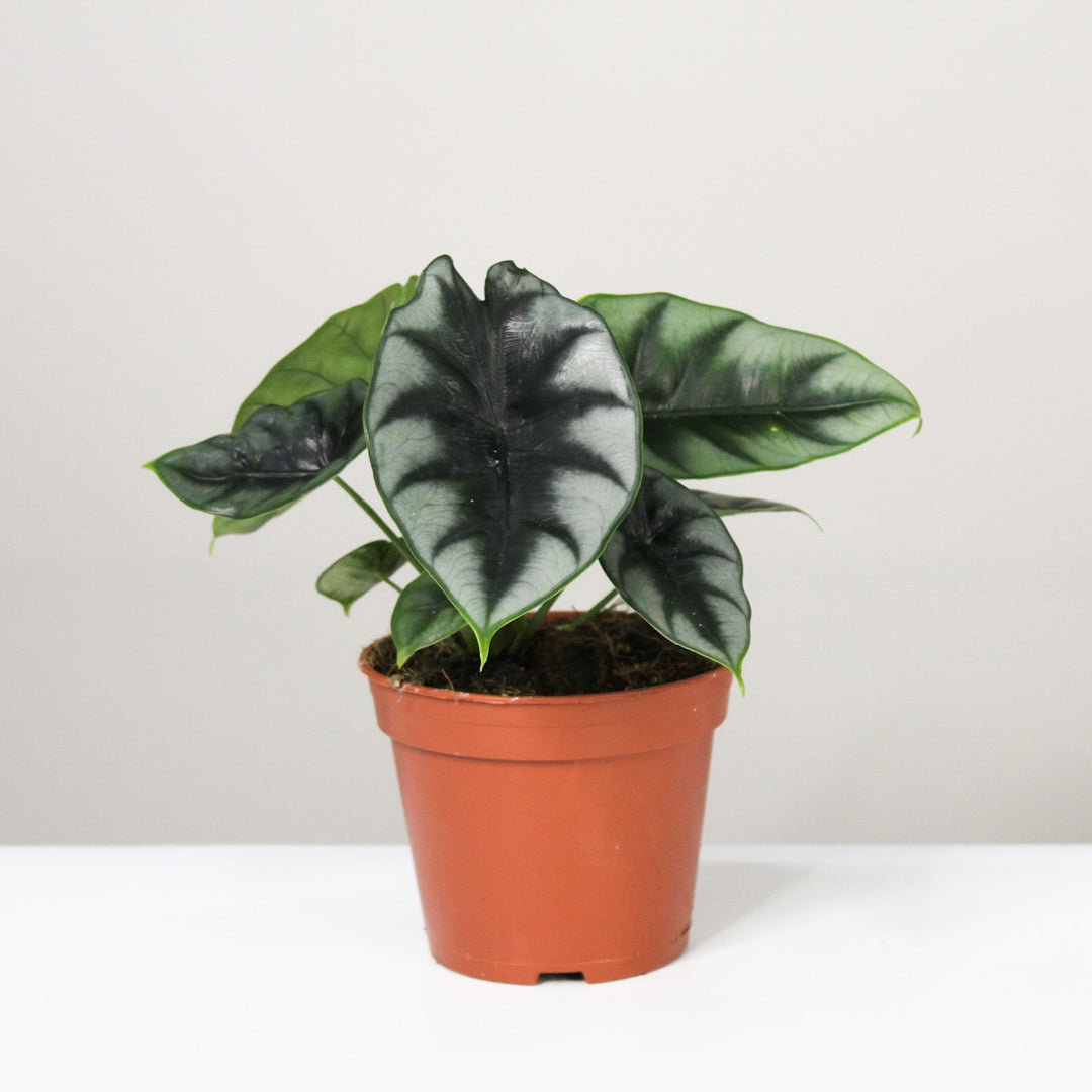 Alocasia 4 Foliage Dreams