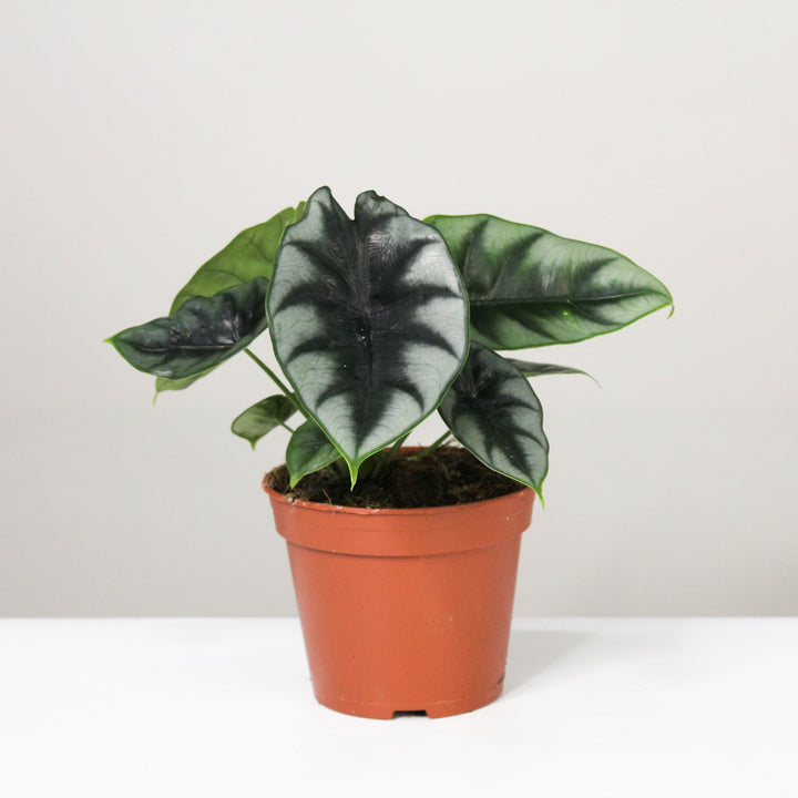 Alocasia 4 Foliage Dreams