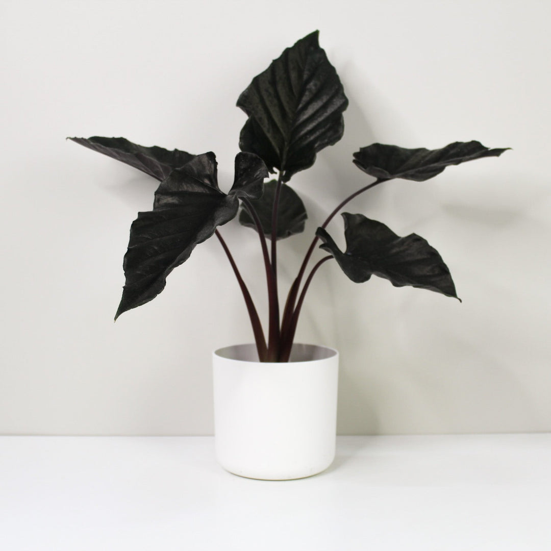 Alocasia Antoro Velvet Foliage Dreams