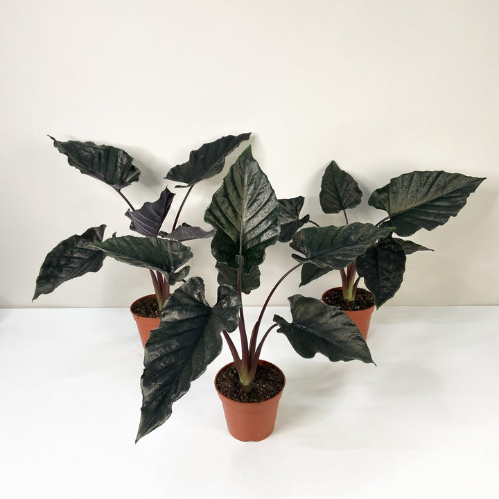 Alocasia Antoro Velvet Foliage Dreams