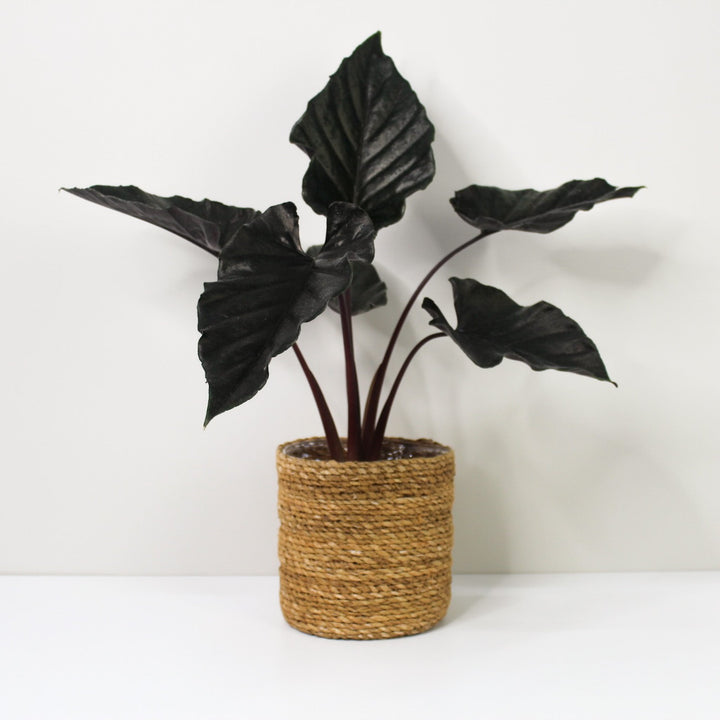 Alocasia Antoro Velvet L / Korb braun Foliage Dreams