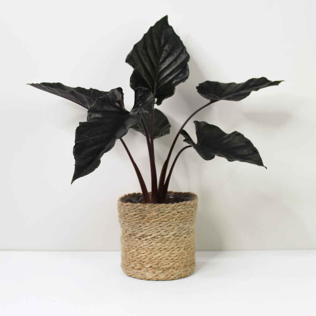 Alocasia Antoro Velvet L / Korb creme Foliage Dreams