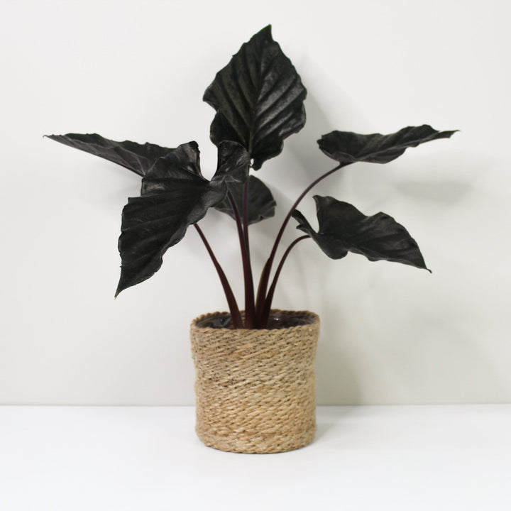 Alocasia Antoro Velvet L / Korb creme Foliage Dreams