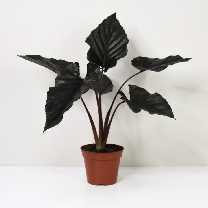 Alocasia Antoro Velvet Foliage Dreams