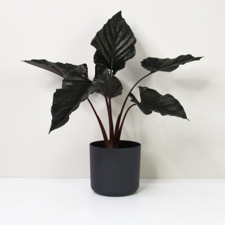 Alocasia Antoro Velvet L / Topf anthrazit Foliage Dreams